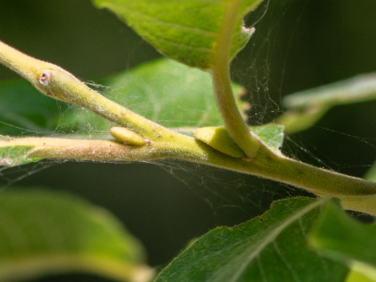 Knospen